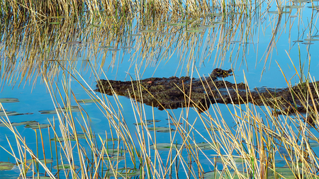 Entry image for Alligator or NOT. Clicking this image will show a larger photo
