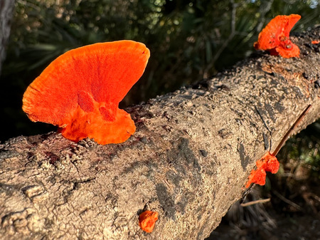 Entry image for To Eat or Not to Eat. Clicking this image will show a larger photo