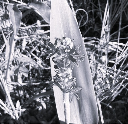 Entry image for Just a Weed. Clicking this image will show a larger photo