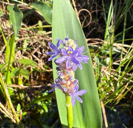 Entry image for I'm More Than a Weed. Clicking this image will show a larger photo