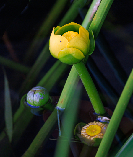 Entry image for Floral Awakening. Clicking this image will show a larger photo