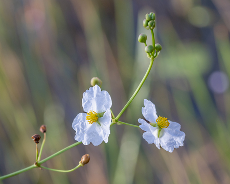 Entry image for Bull-tongue Arrowhead. Clicking this image will show a larger photo