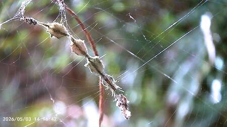 Entry image for Spider Eggs Sacs in the Wild. Clicking this image will show a larger photo
