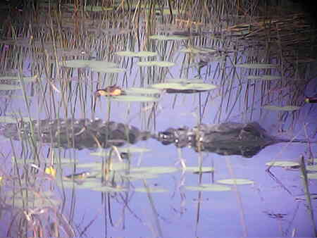 Entry image for Gator View . Clicking this image will show a larger photo