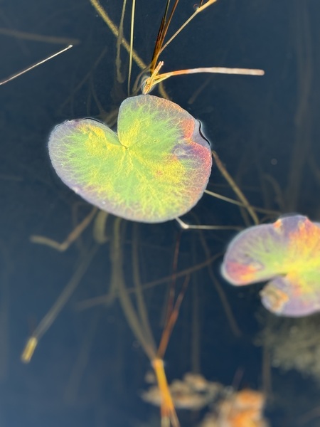 Entry image for Devine Artistry. Clicking this image will show a larger photo