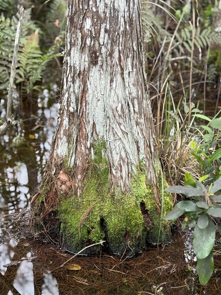 Entry image for Foot Model. Clicking this image will show a larger photo