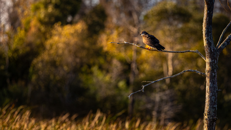 Entry image for Basking in the Sunlight. Clicking this image will show a larger photo