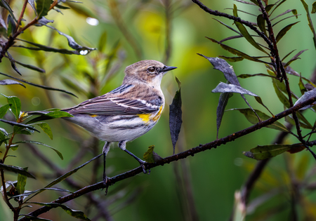 Entry image for Myrtle the Warbler. Clicking this image will show a larger photo