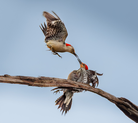 Entry image for Beak to Beak. Clicking this image will show a larger photo