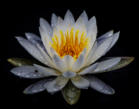 Entry image for The Water Collector. Clicking this image will show a larger photo