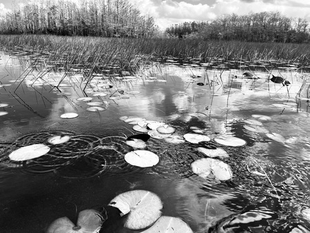 Entry image for Ripples in the Waters. Clicking this image will show a larger photo