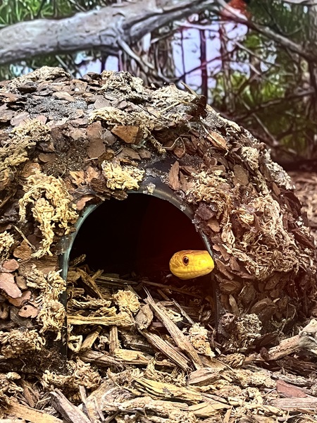 Entry image for Keeper of the Hollow. Clicking this image will show a larger photo