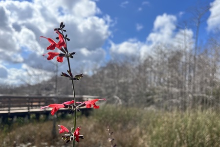 Entry image for Wild Grace. Clicking this image will show a larger photo