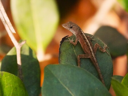 Entry image for Brown Anole - Up Close. Clicking this image will show a larger photo
