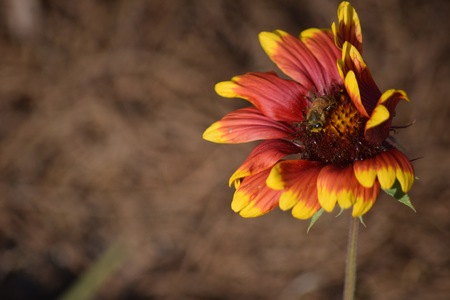 Entry image for Earth, Wind and Fire. Clicking this image will show a larger photo