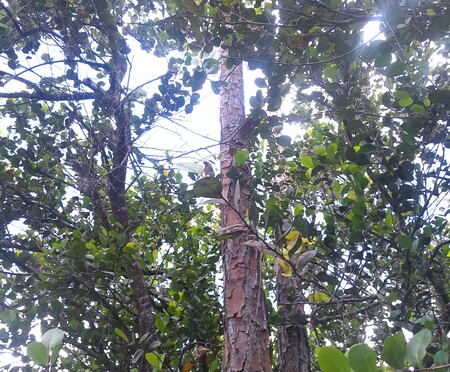 Entry image for Plants and Trees. Clicking this image will show a larger photo