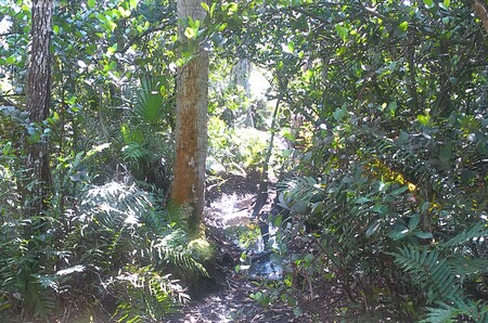 Entry image for Tree and Water. Clicking this image will show a larger photo