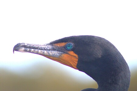 Entry image for The Comorant's Gaze. Clicking this image will show a larger photo