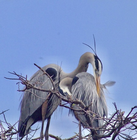 Entry image for Great Blue Love | Great Blue Herons: Male (L) Female (R). Clicking this image will show a larger photo