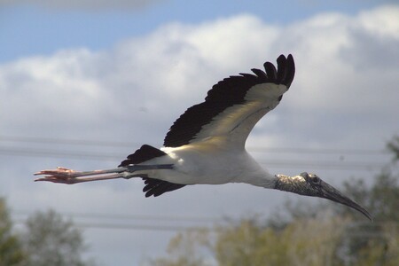 Entry image for Wood Stork Express . Clicking this image will show a larger photo