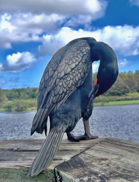 Entry image for The Art of Preening | Double Crested Comorant. Clicking this image will show a larger photo