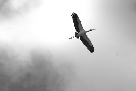 Entry image for Flying High | Wood Stork in flight. Clicking this image will show a larger photo