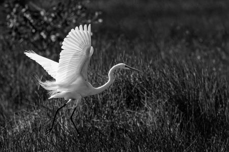 Entry image for running on grass. Clicking this image will show a larger photo