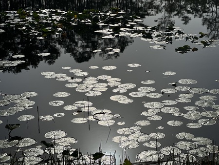 Entry image for Peaceful Reflections . Clicking this image will show a larger photo