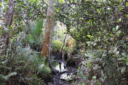 Entry image for swampy. Clicking this image will show a larger photo