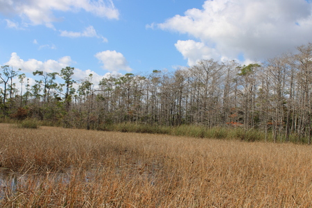 Entry image for tree weed. Clicking this image will show a larger photo