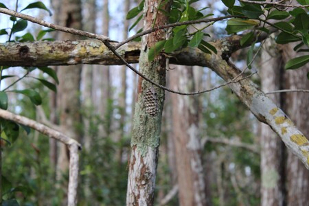 Entry image for wasp. Clicking this image will show a larger photo