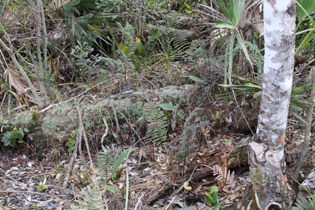 Entry image for decaying moss. Clicking this image will show a larger photo