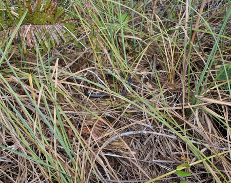 Entry image for snake of the wild. Clicking this image will show a larger photo