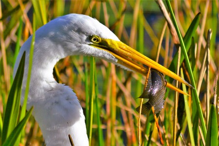 Entry image for nature's fittest. Clicking this image will show a larger photo