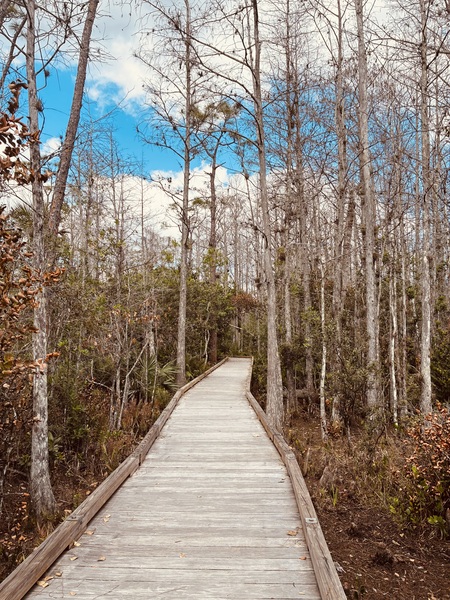 Entry image for Vivid Scene. Clicking this image will show a larger photo