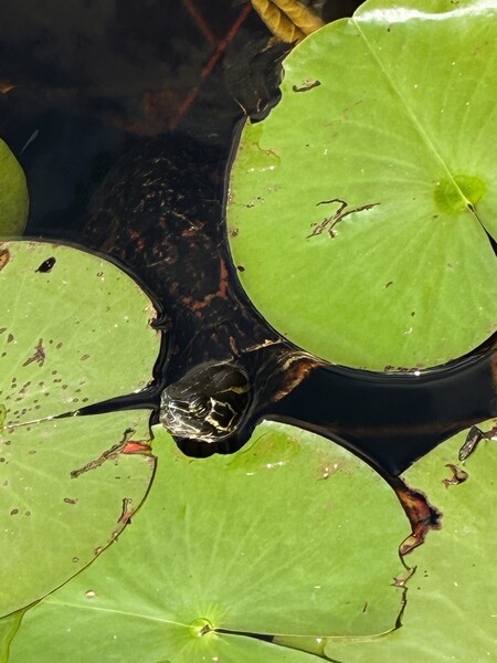 Entry image for Tim Tim the Turtle. Clicking this image will show a larger photo