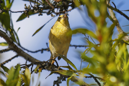 Entry image for snack time. Clicking this image will show a larger photo