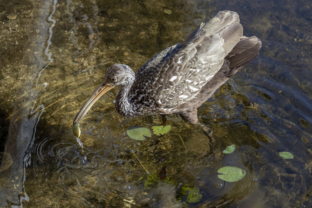 Entry image for Easy Pickings. Clicking this image will show a larger photo