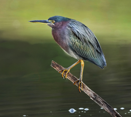 Entry image for Silence In The Marsh. Clicking this image will show a larger photo