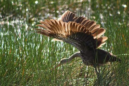 Entry image for Morning Stretches . Clicking this image will show a larger photo