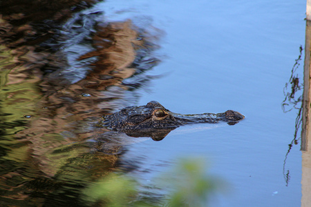 Entry image for Eye of the Swamp. Clicking this image will show a larger photo