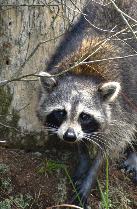 Entry image for Curious Critter. Clicking this image will show a larger photo