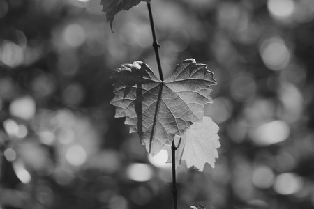 Entry image for Marvelous Muscadine . Clicking this image will show a larger photo