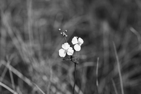 Entry image for Dandy Duck Potato . Clicking this image will show a larger photo