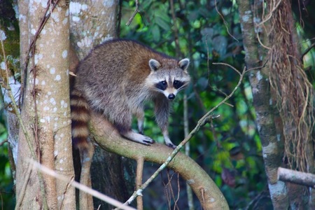 Entry image for Rikki Raccoon. Clicking this image will show a larger photo