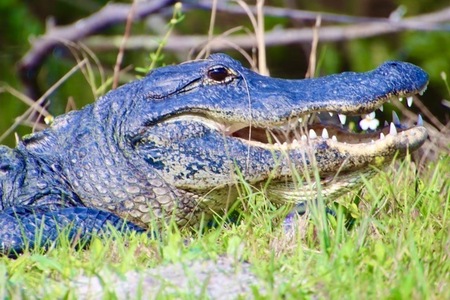 Entry image for Seeing Eye to Eye. Clicking this image will show a larger photo