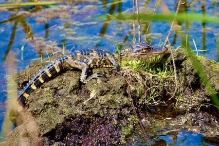 Entry image for Where's Mommy?. Clicking this image will show a larger photo