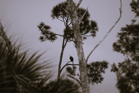 Entry image for Center of Attention . Clicking this image will show a larger photo