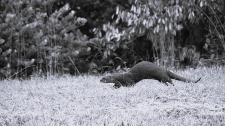 Entry image for On the Run. Clicking this image will show a larger photo