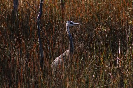 Entry image for Stalking Through the Grass. Clicking this image will show a larger photo